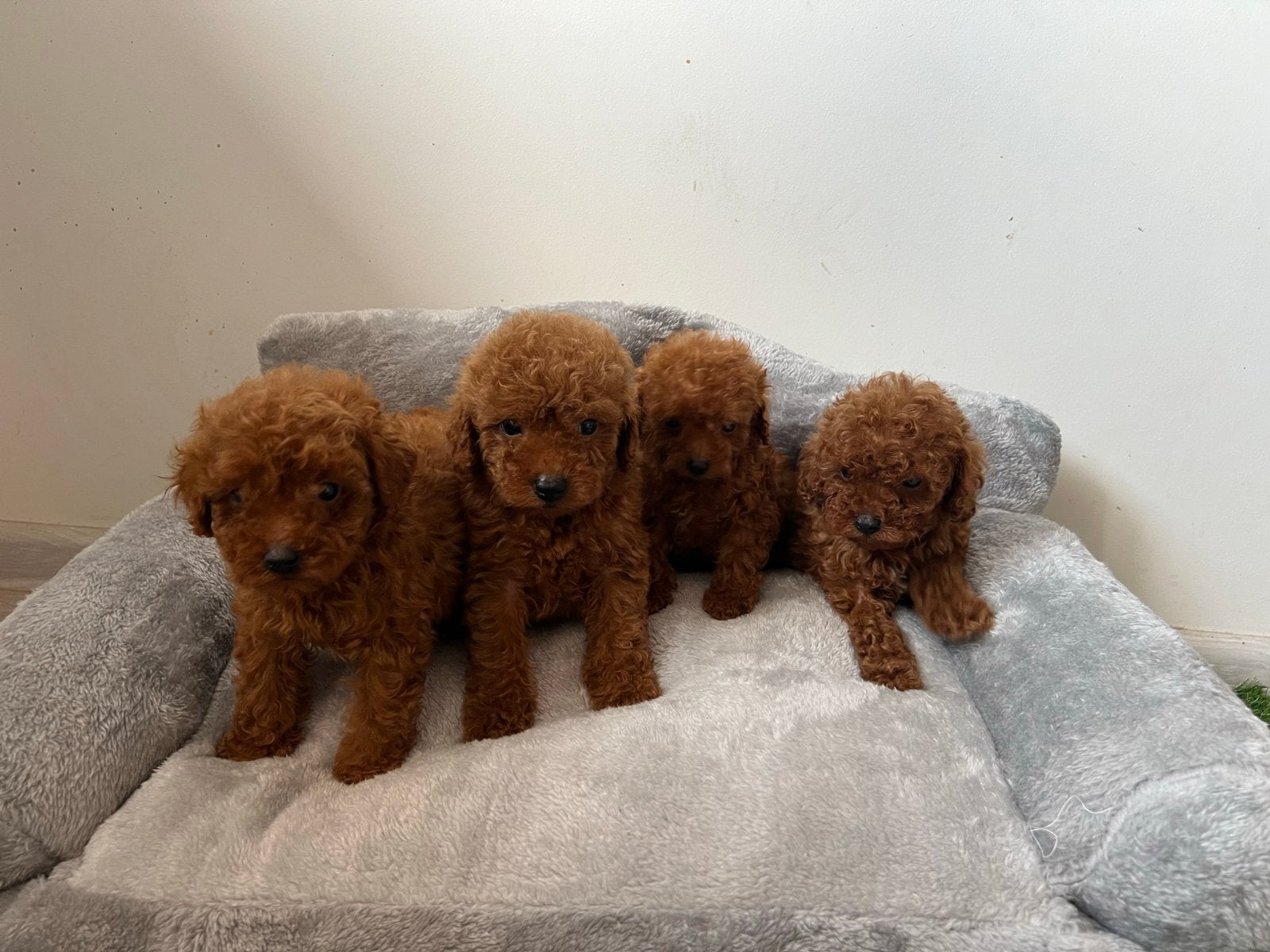 Toy Poedel, Dieren en Toebehoren, Honden | Niet-rashonden, 8 tot 15 weken, Meerdere, Meerdere dieren, Nederland