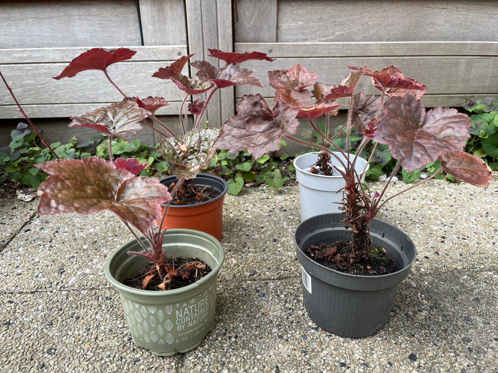 Heuchera 4 bloempotten, Ophalen, Overige soorten, Volle zon