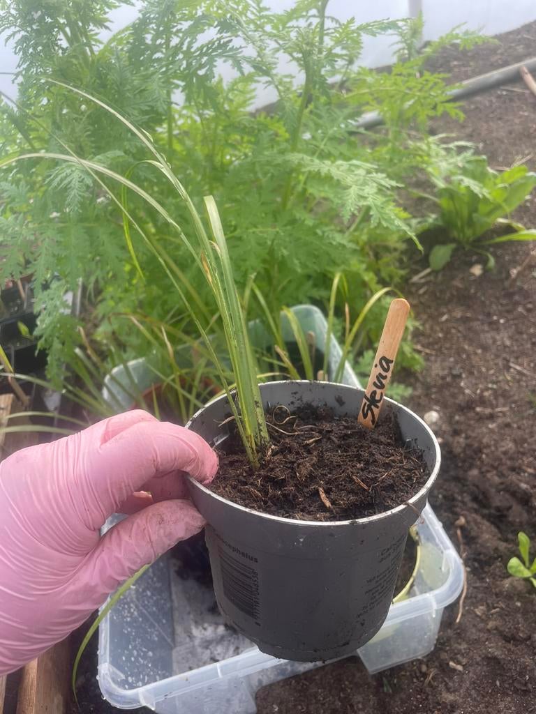 Zoethout gras plant biologisch, Ophalen, Eenjarig, Groenteplanten, Volle zon