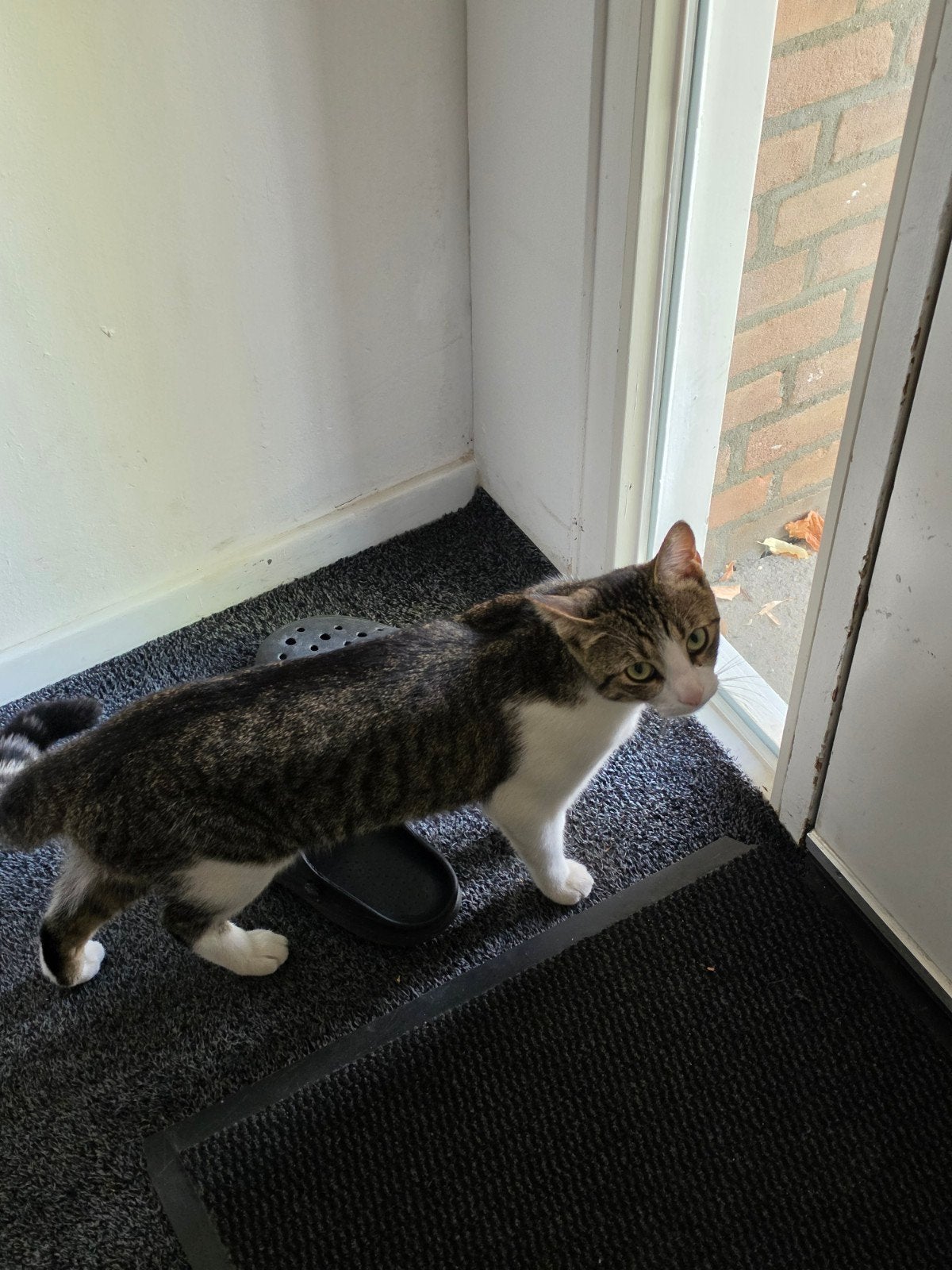 Gratis kat om op te halen, Kater