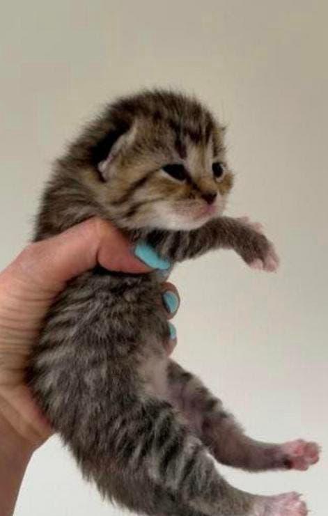 Britse korthaar kitten, Dieren en Toebehoren
