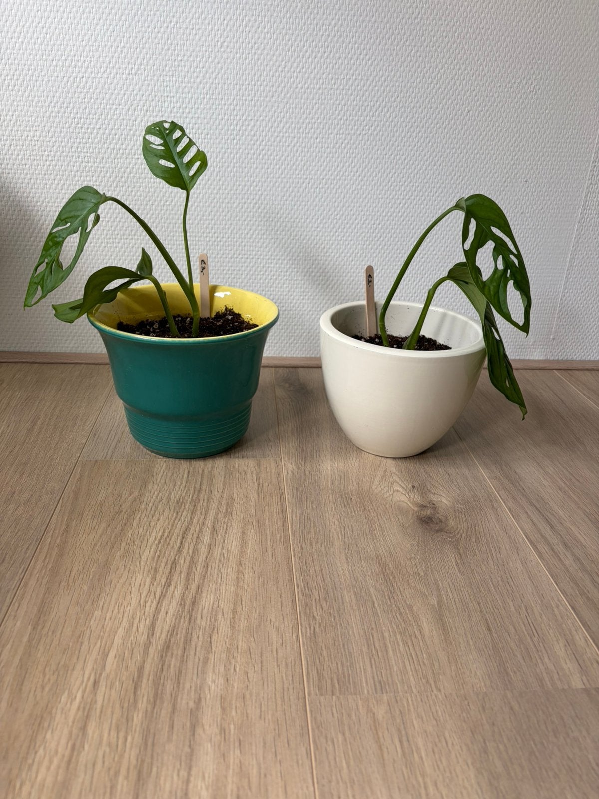 Monstera adansonii (Monkey Mask) in pot - prijs per stuk, Ophalen, Overige soorten, Halfschaduw, In pot