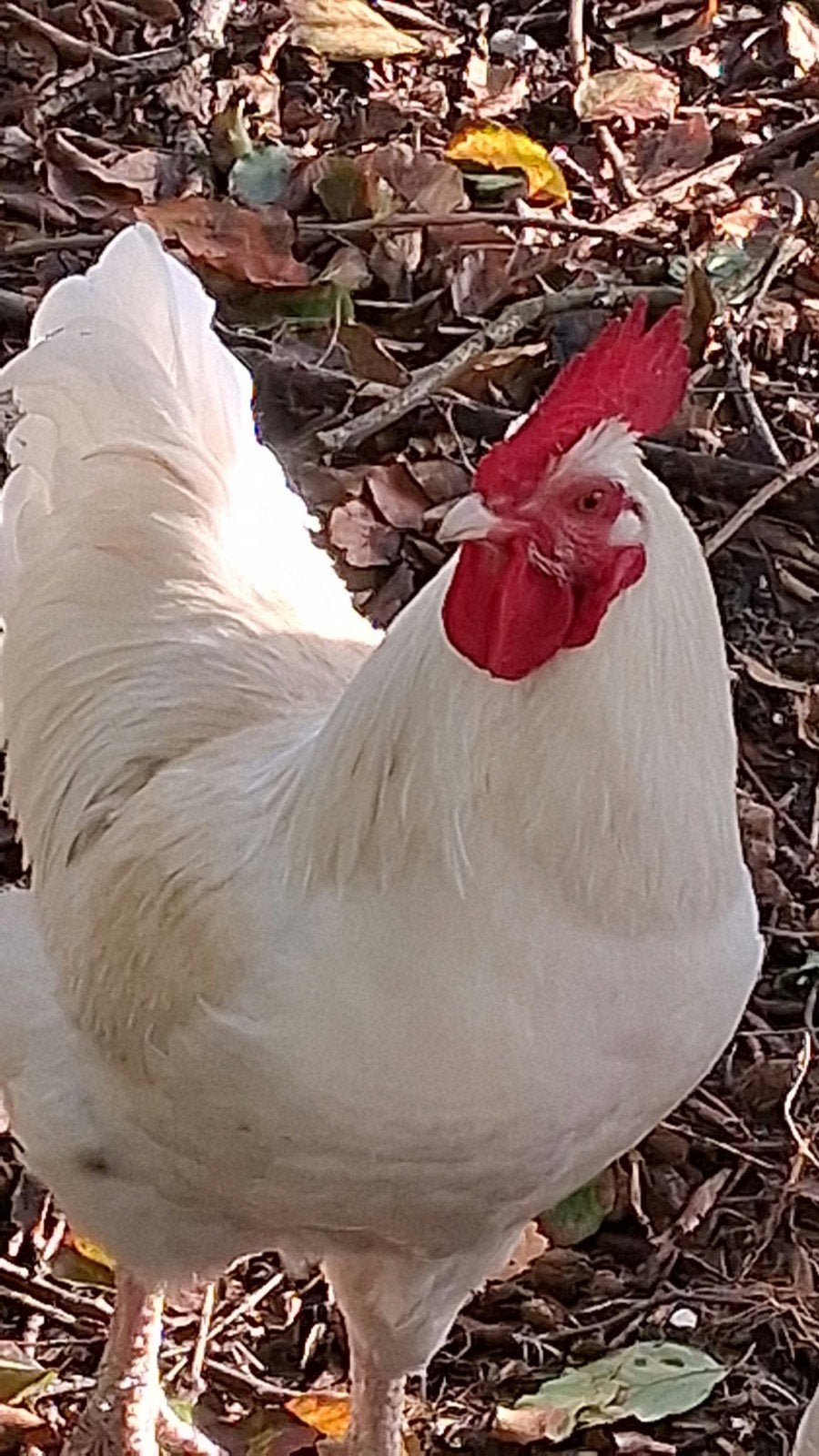 haan, Dieren en Toebehoren, Mannelijk, Kip