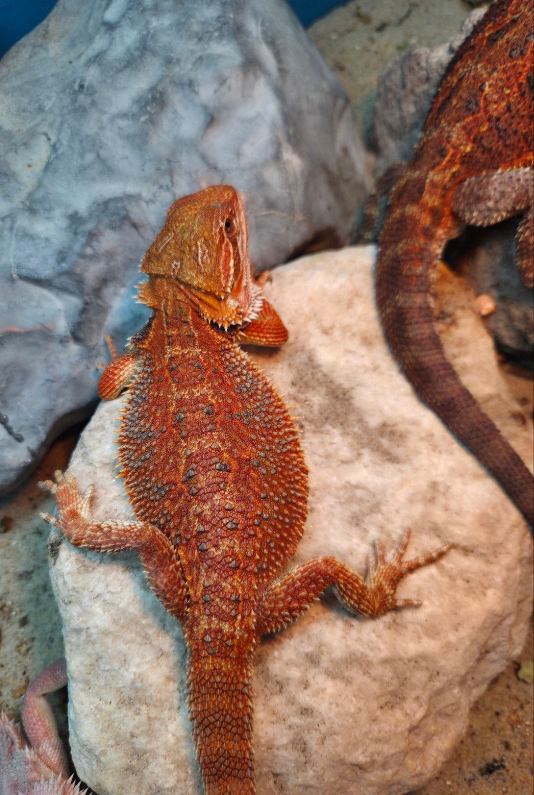 Aanbieding  mooie spanishred tiger baardagaam mannetje Bearded Dragon photo 4