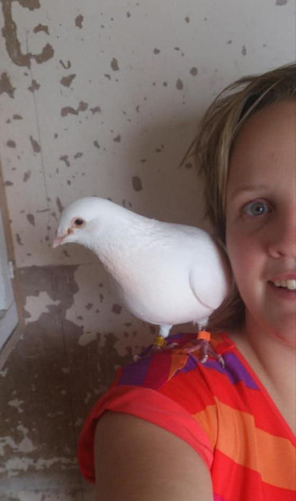 witte kleurpostduiven te koop, Dieren en Toebehoren, Meerdere dieren, Postduif