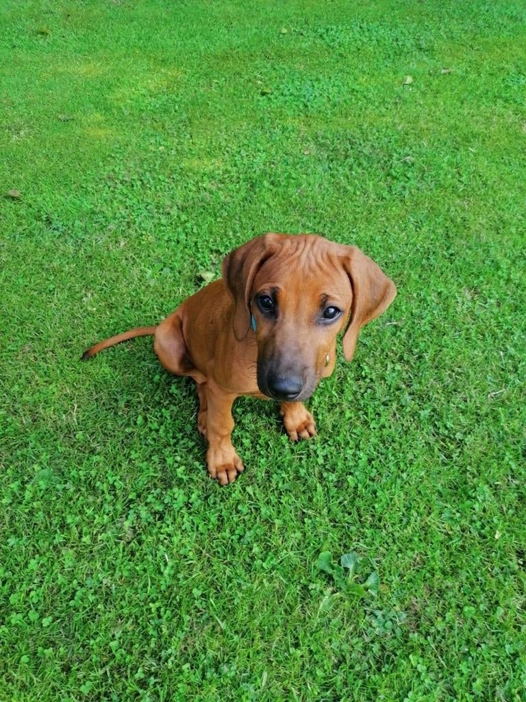 Rhodesian Ridgeback pups met FCI stamboom, Dieren en Toebehoren, Parvo, Overige rassen, 8 tot 15 weken, Meerdere