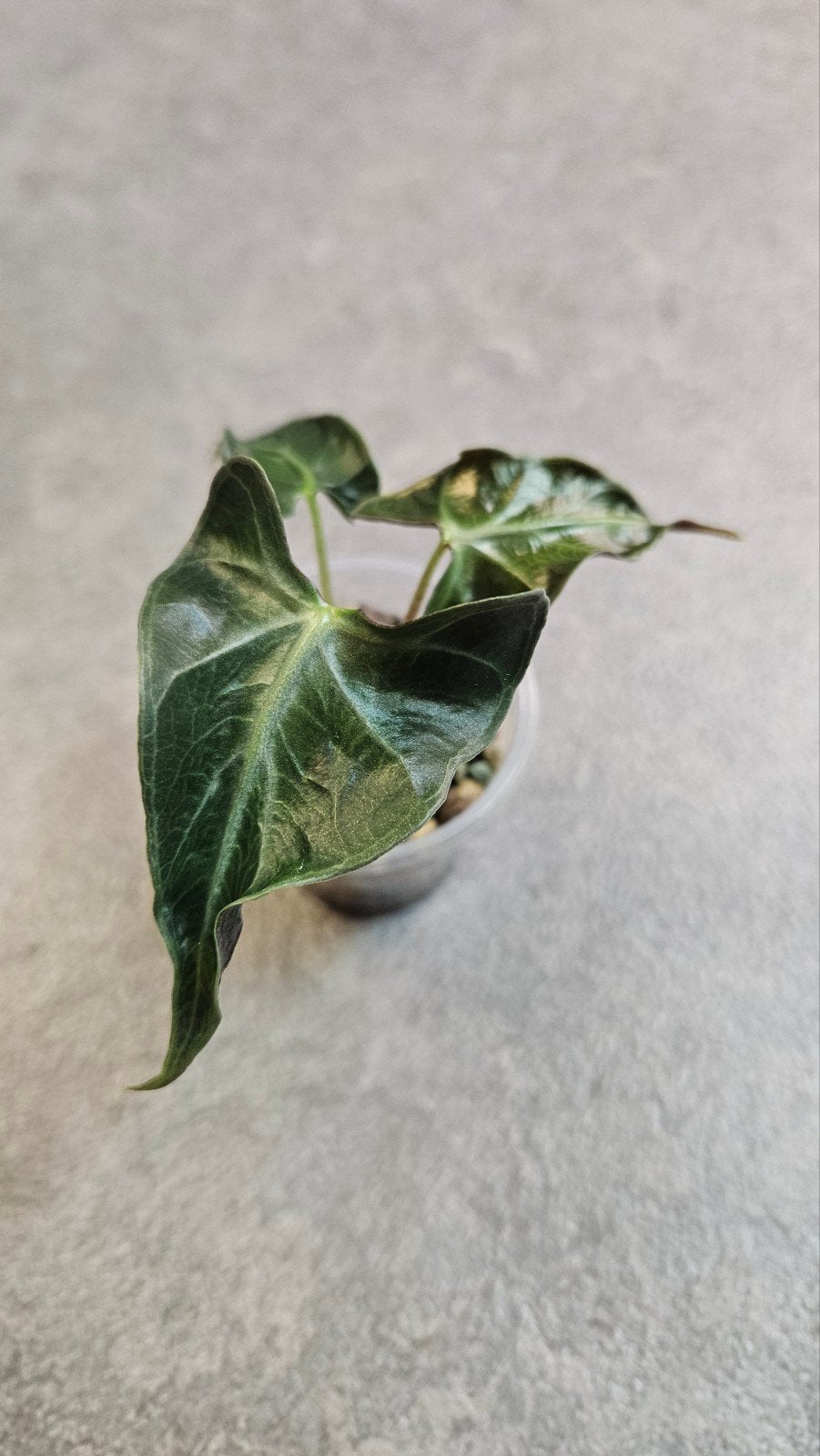Alocasia Loco, Ophalen of Verzenden, Halfschaduw, Minder dan 100 cm