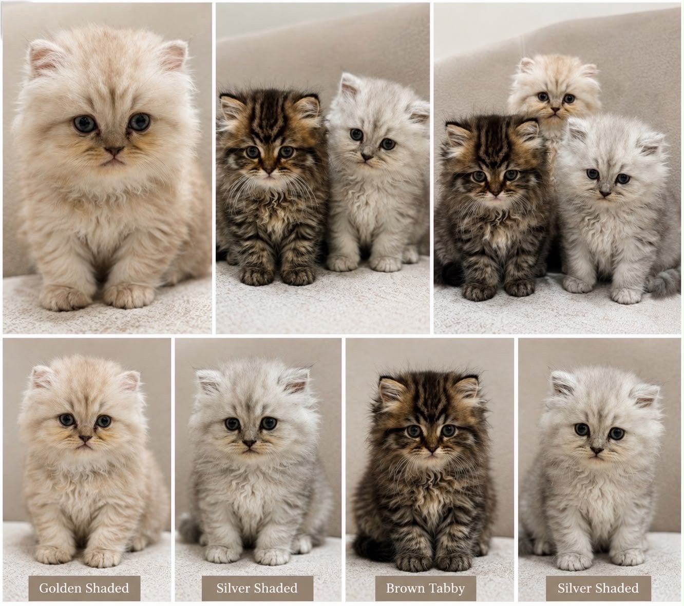 Prachtige Perzische kittenGolden Shaded Silver Shaded Brown, Dieren en Toebehoren