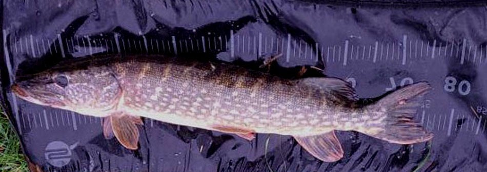 Snoekstreamer D 7 met 2 dreggen voor Spinhengel Baitcaster, Ophalen, Nieuw, Complete set