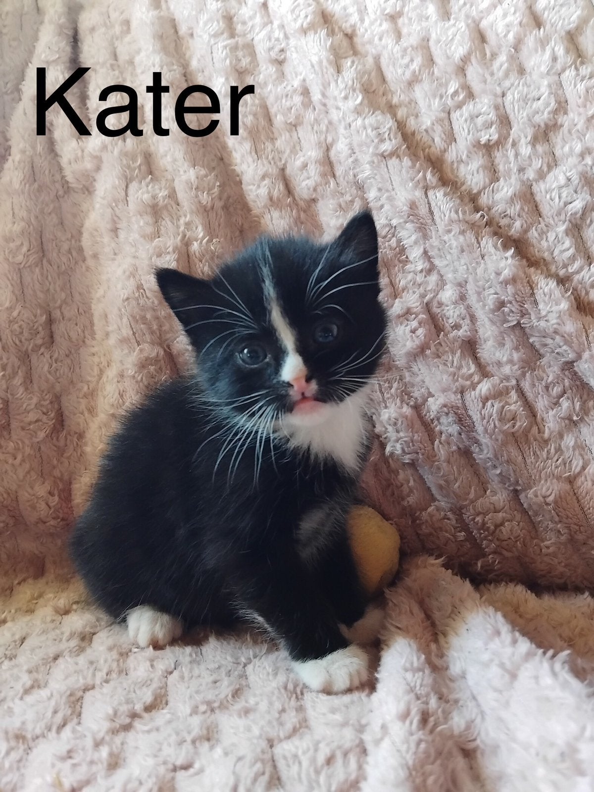 Kruising Britse Langhaar kittens, Meerdere dieren, 0 tot 2 jaar