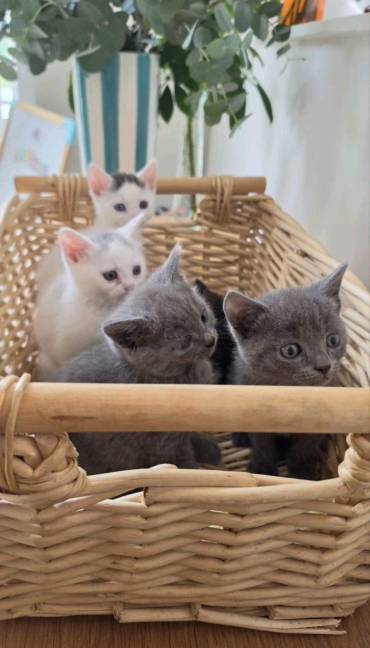 zindelijke kittens, van Brits Korthaar moeder, Dieren en Toebehoren, Katten en Kittens | Overige Katten, Poes