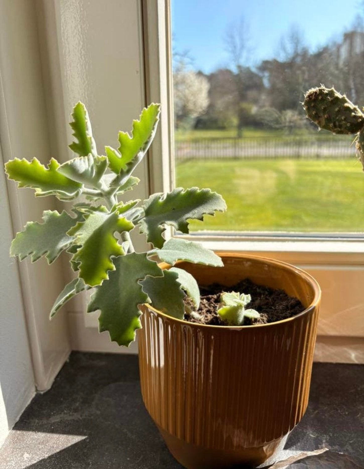 Kalanchoë beharensis stekjes te koop, Ophalen of Verzenden, Halfschaduw, Minder dan 100 cm