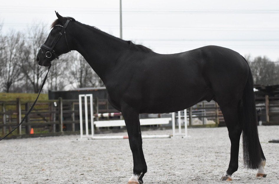 Super braaf amateurpaard, Dieren en Toebehoren, Paarden, Ruin, B, 165 tot 170 cm, 7 tot 10 jaar, Springpaard, Ontwormd