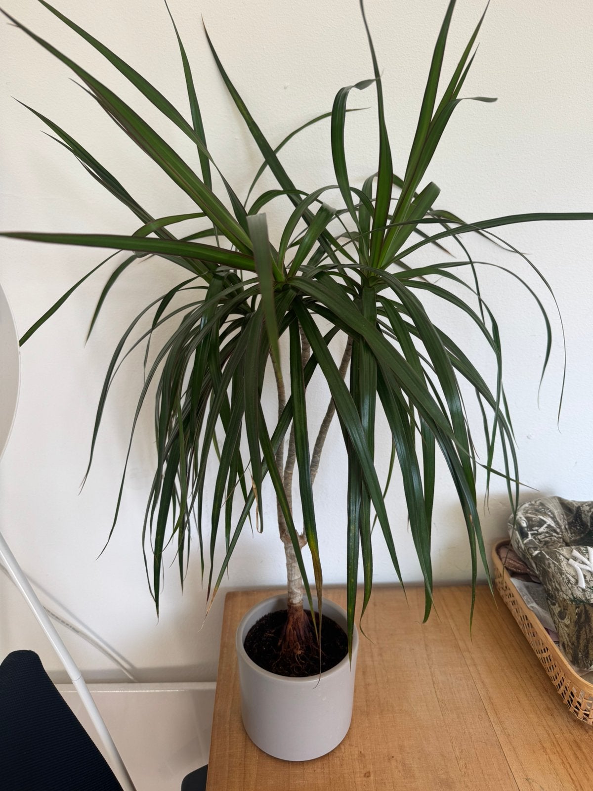 2 plants of medium size, Ophalen, Halfschaduw, Minder dan 100 cm