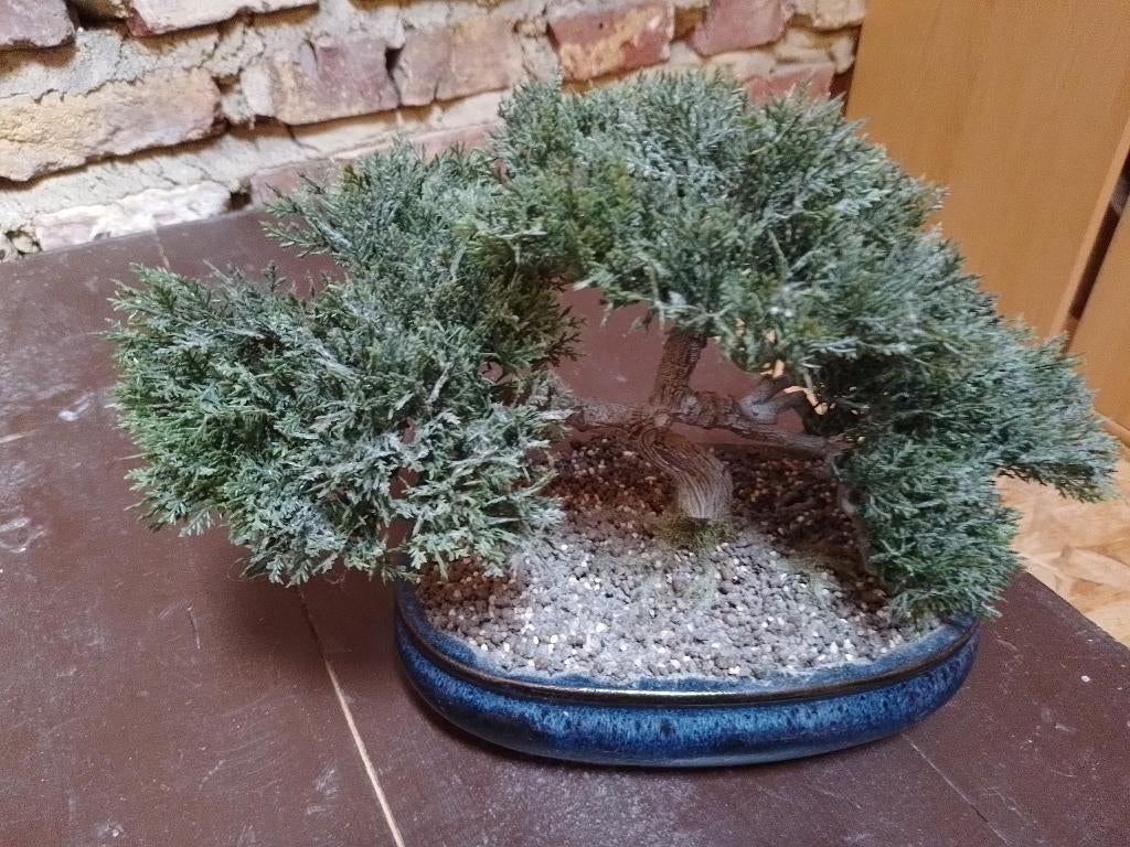 kunst bonzai boompje, Binnen, Gebruikt, Kunstplant, Ophalen of Verzenden