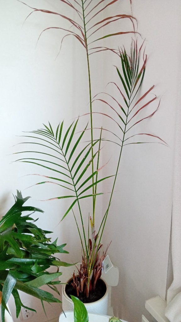 Grote Areca goudpalm in pot - Kamerplant, Ophalen, Palm, Halfschaduw, In pot