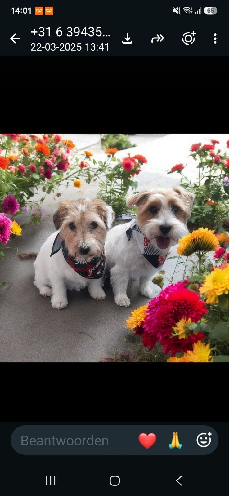 GEZOCHT ruwharige jack russell of parson, Jack Russell Terriër, Teef, Eén hond, 3 tot 5 jaar
