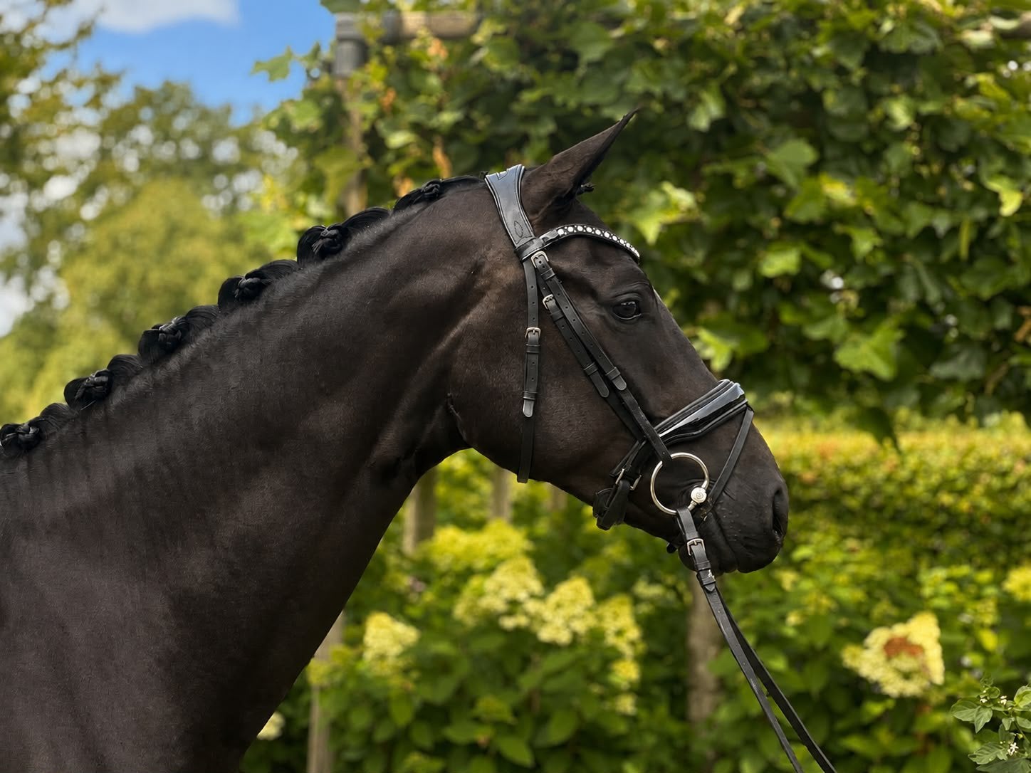 Mooie zwarte ruin, Dieren en Toebehoren, Paarden, Ruin, Dressuurpaard, 3 tot 6 jaar, 165 tot 170 cm