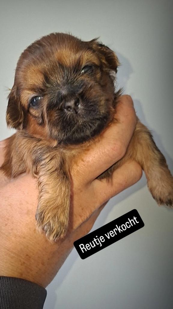 shih tzu pups (NOG 3 REUTJES OVER), Parvo, 8 tot 15 weken, Meerdere, Nederland
