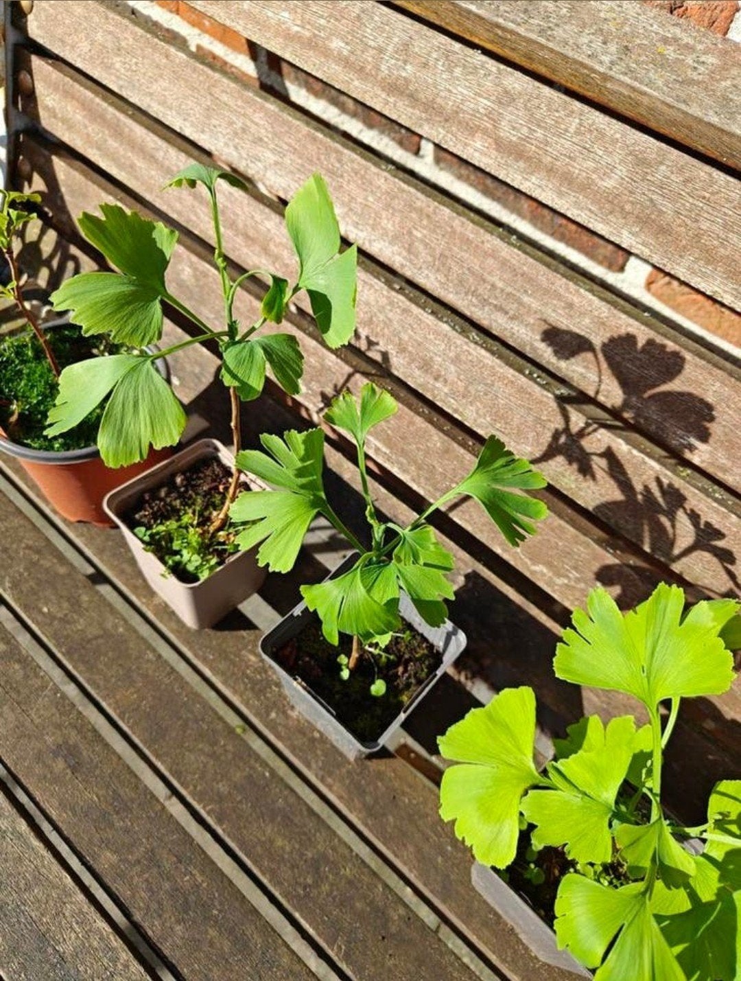 Ginko Biloba bomen planten 2 jarig
uit zaad opgekweekt, Volle zon, Bloeit niet, Minder dan 100 cm, Overige soorten