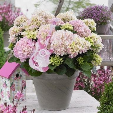 Hydrangea macr. Soft Pink Salsa ( music Collection ), Tuin en Terras, Planten | Tuinplanten, Ophalen, Overige soorten, Halfschaduw