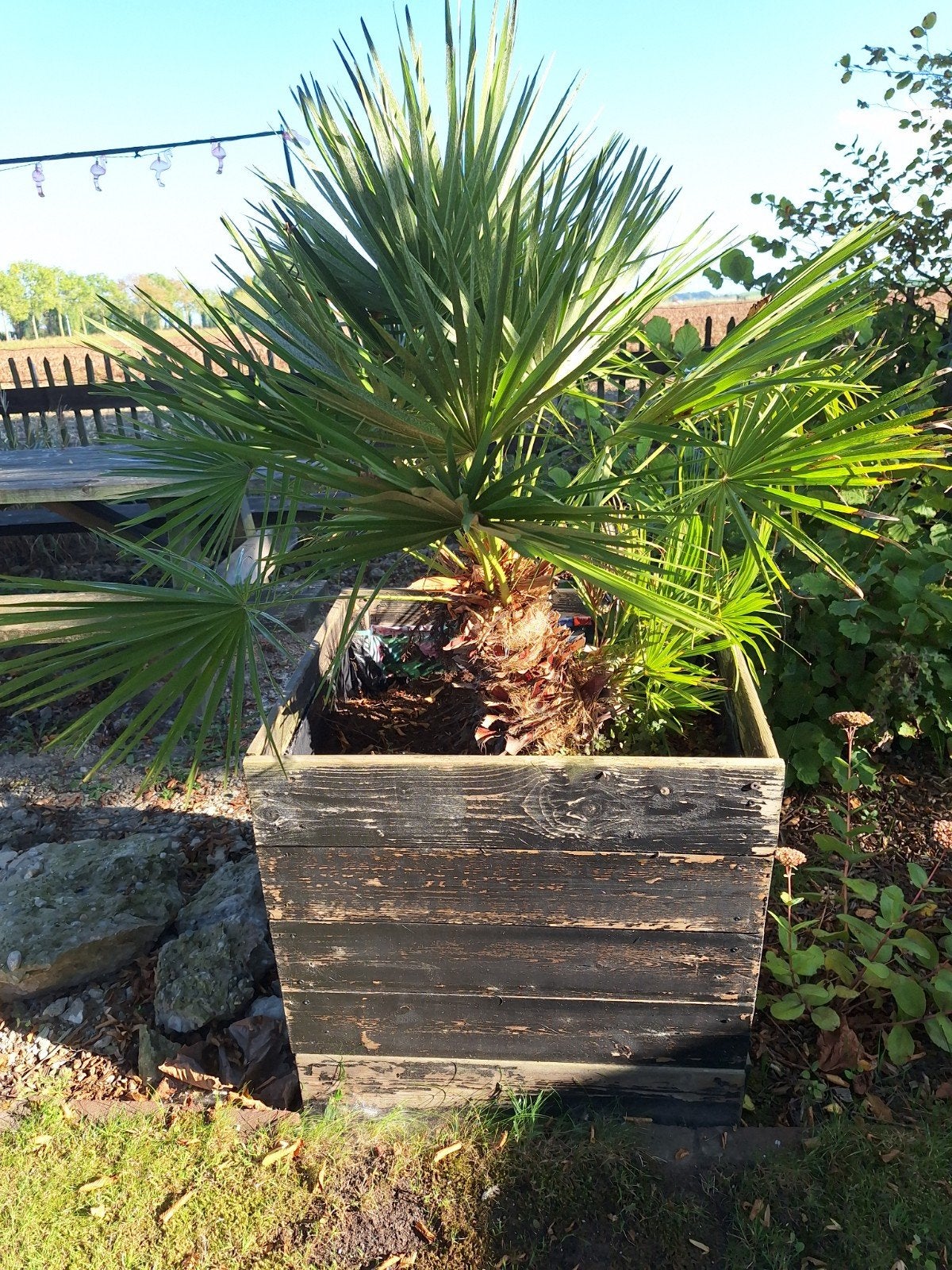europese dwergpalm, Ophalen, Volle zon, Overige soorten, 100 tot 250 cm