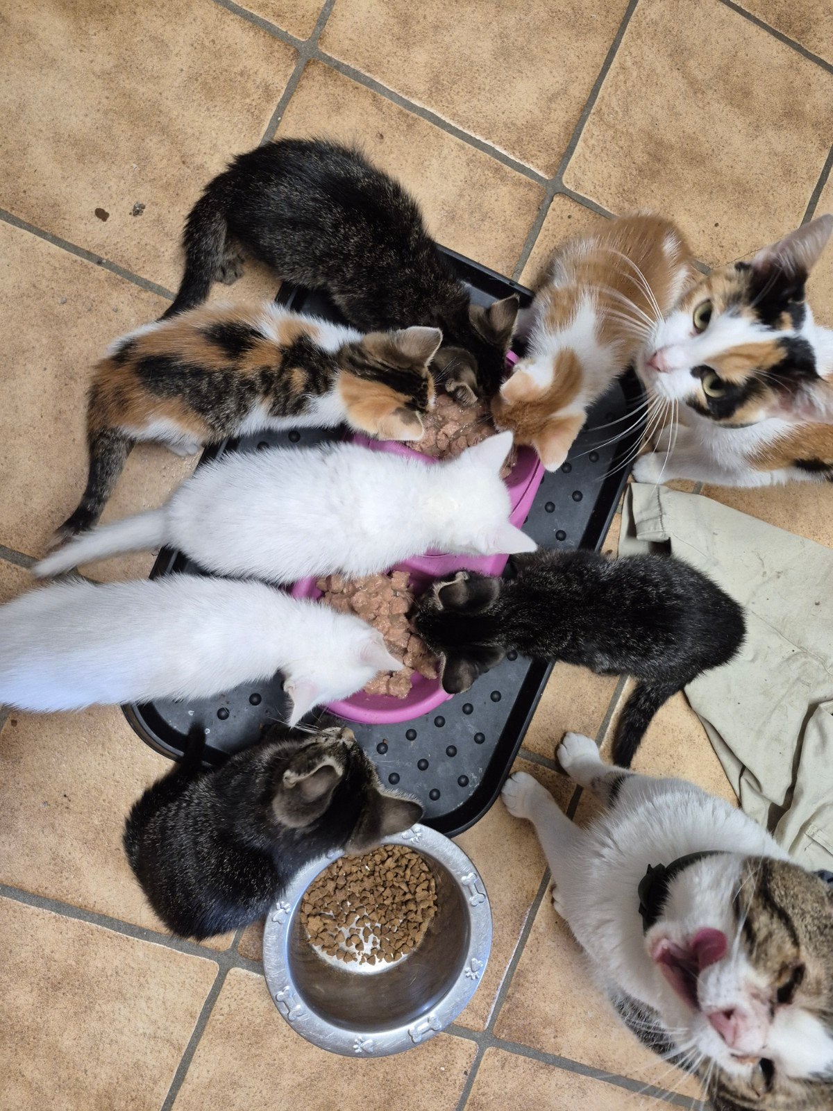 Leuke kittens, Meerdere dieren
