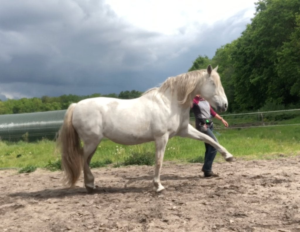 Verzorger voor Spaanse merrie, Dieren en Toebehoren, Ophalen of Verzenden, Nieuw