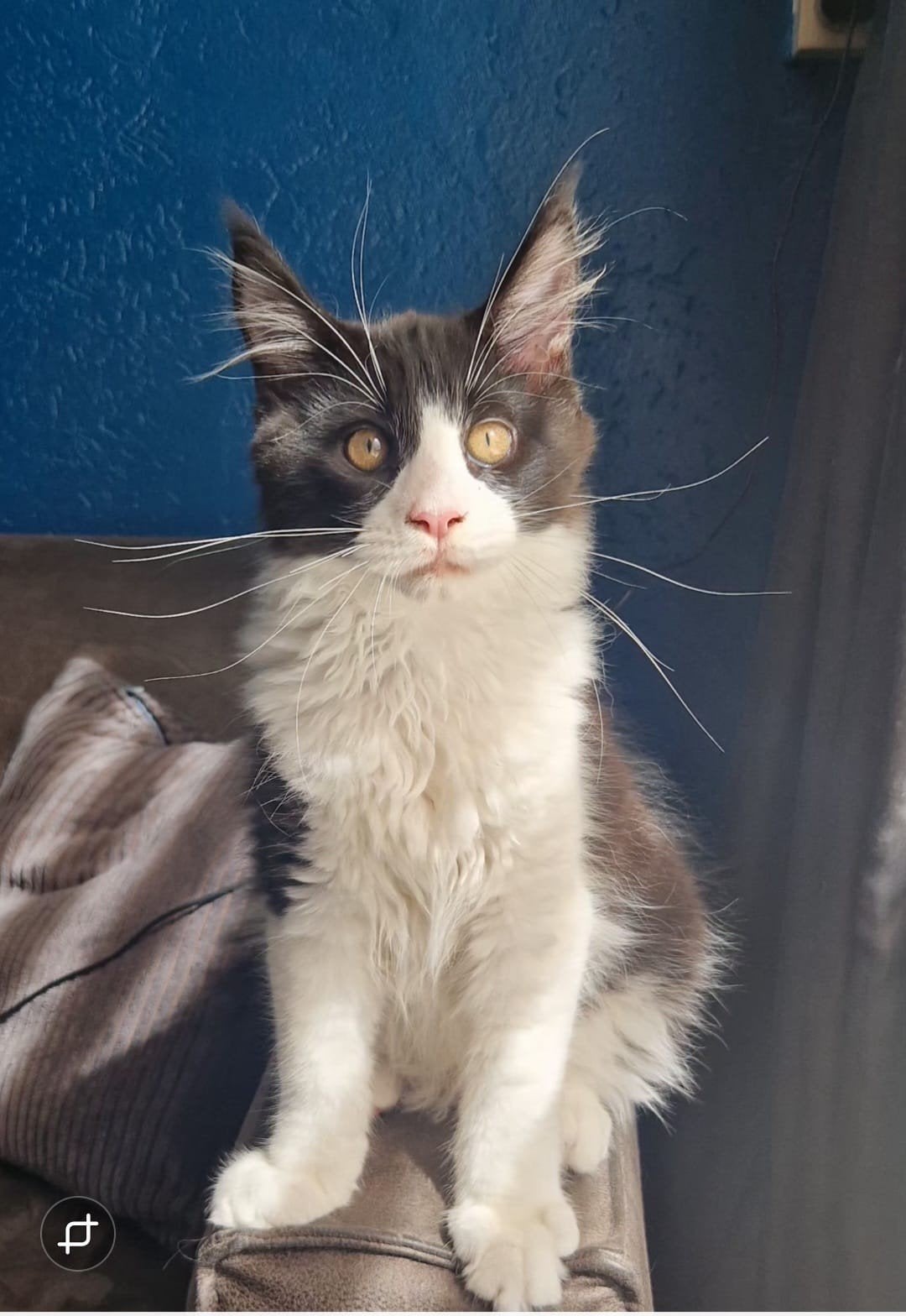 maine coon kitten (kater), Kater, Gechipt, 0 tot 2 jaar