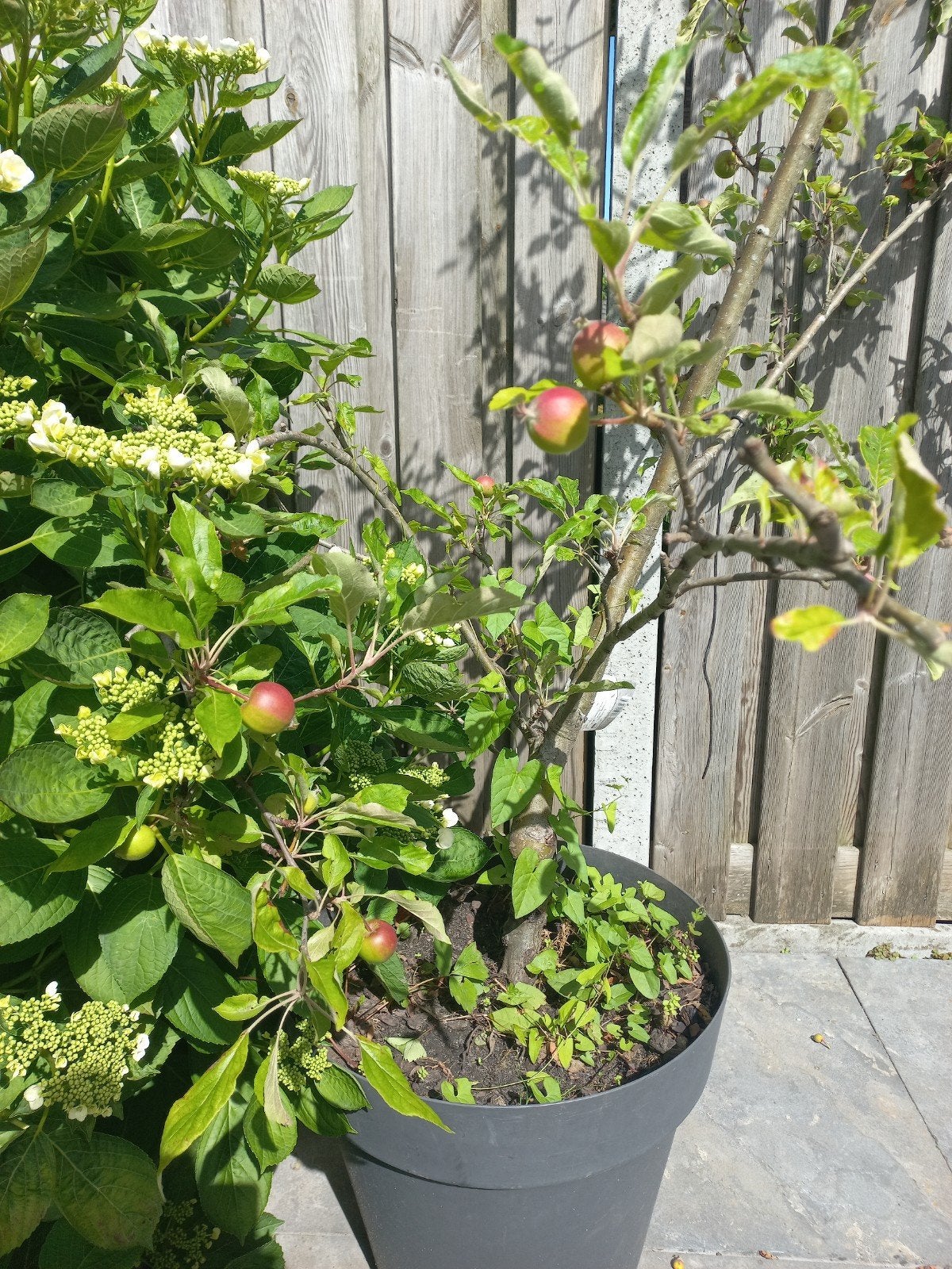 Elstar Jonge Appelboom in Pot met Volop Appels, Ophalen, Lente, In pot, Appelboom