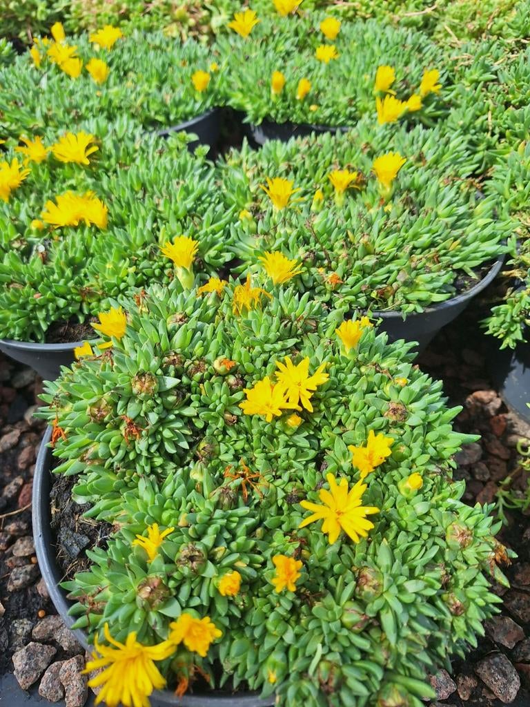 Delosperma (ijsbloem), Ophalen, Bodembedekkers, Volle zon, Vaste plant
