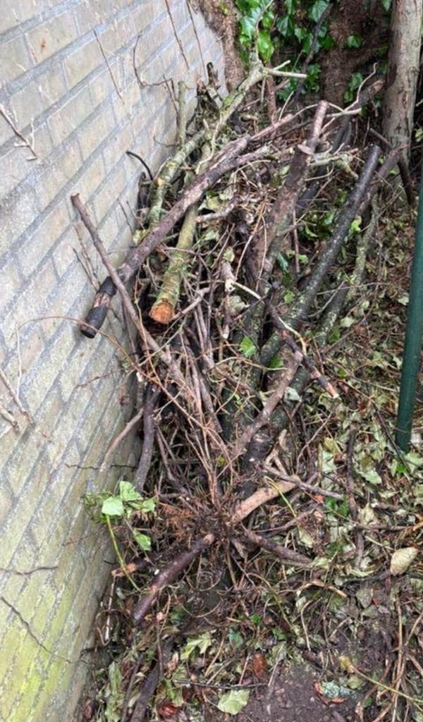 Gratis snoeihout: takken en stammen (vorig en dit jaar), Tuin en Terras, Haardhout, Minder dan 3 m³, Ophalen, Overige houtsoorten