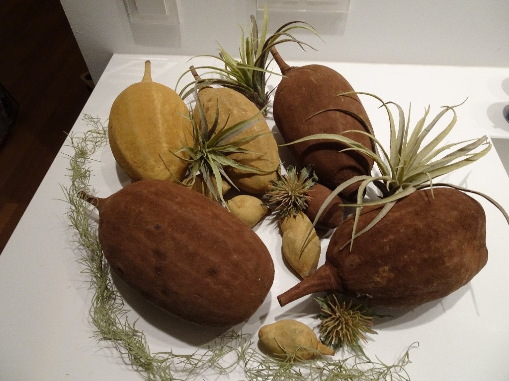 BAOBAB vruchten grote en kleine met kunst groen, Verzenden, Nieuw