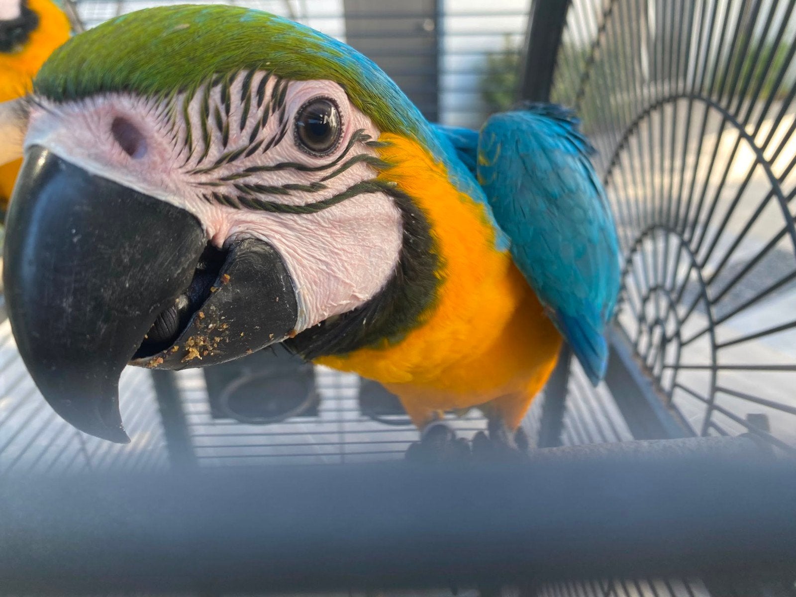 Ara papegaai, Dieren en Toebehoren