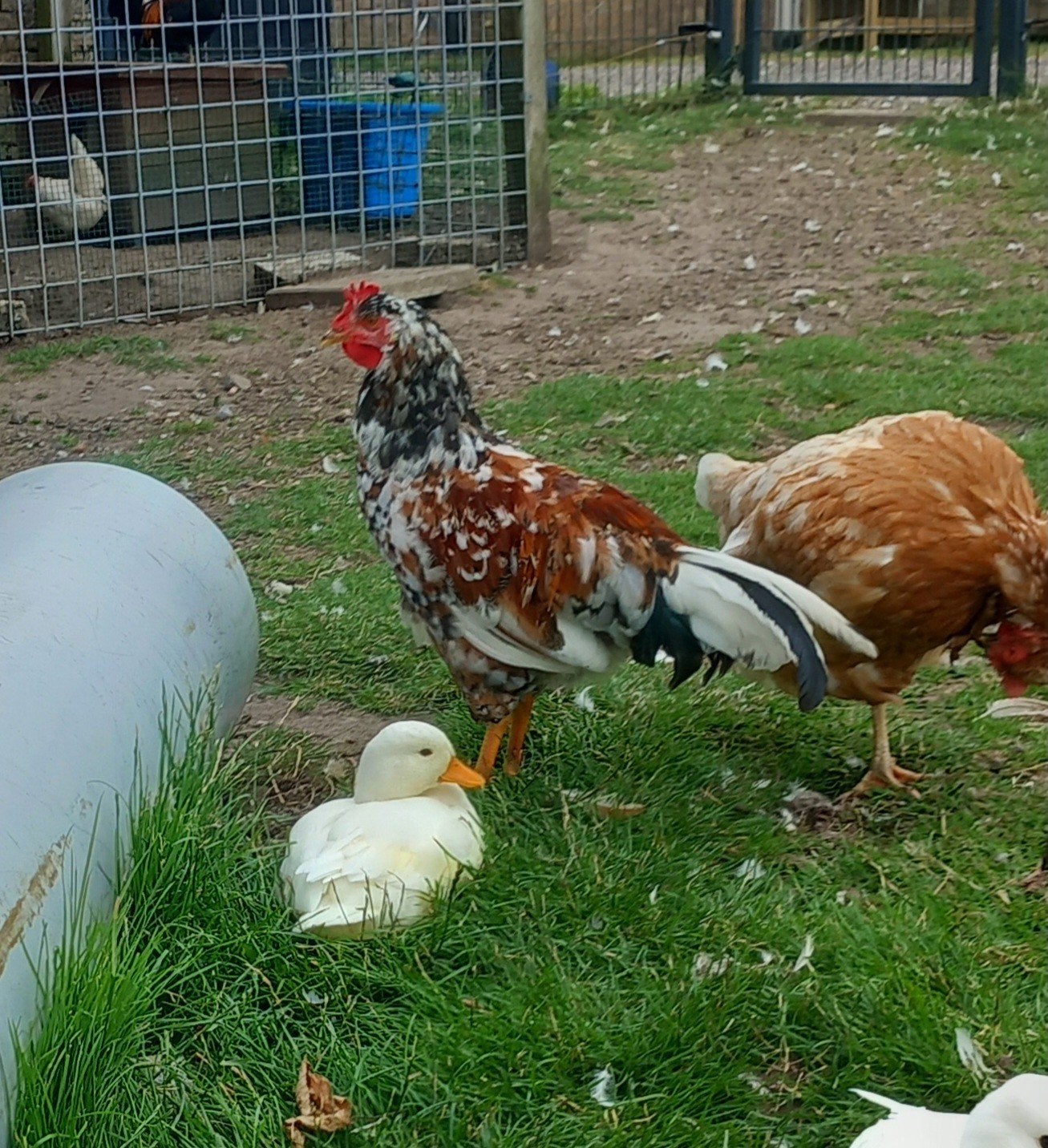 Tamme Zweedse Bloemkip haan, Dieren en Toebehoren, Mannelijk, Kip