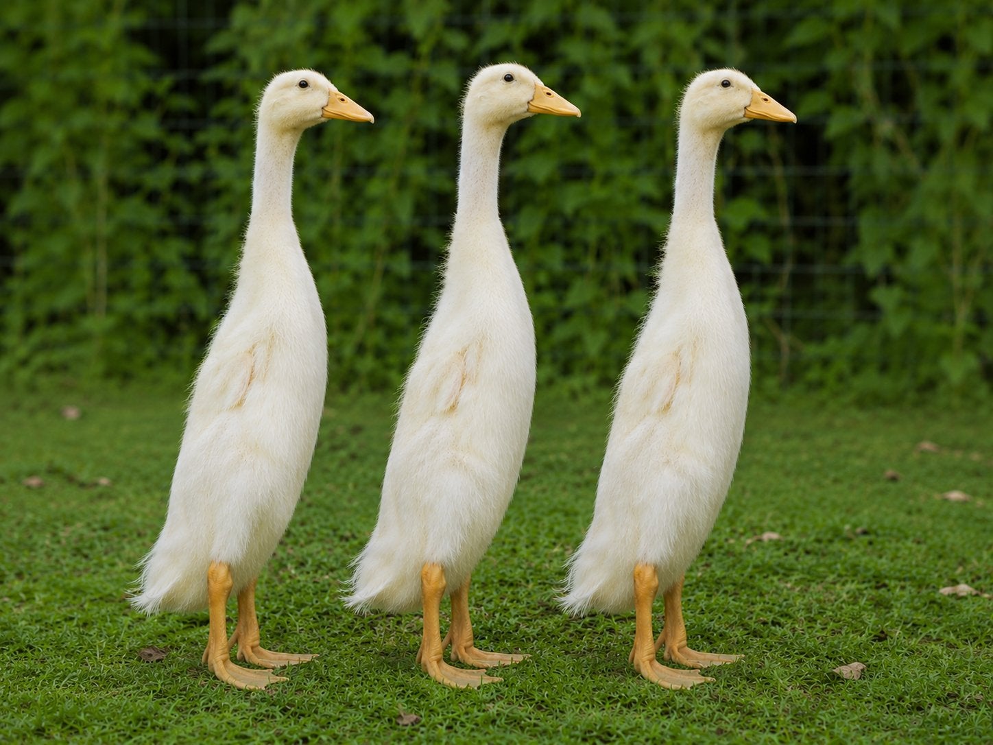 Jonge Indische loopeenden 2 dames en 1 woerd (allen wit), Meerdere dieren, Eend