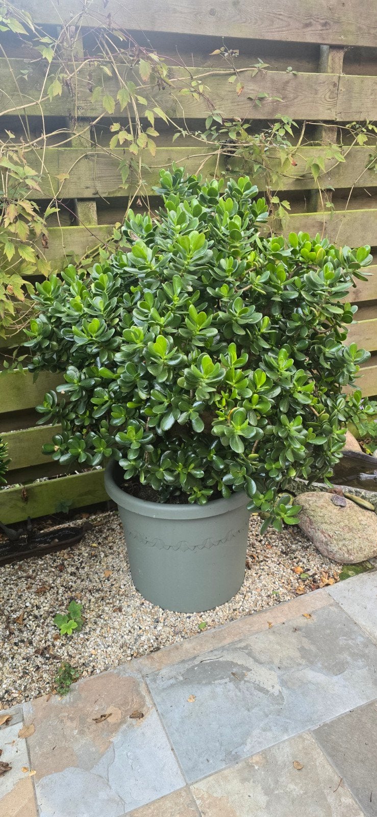 Grote Crassula Ovata (Jadeplant) - 1.2m hoog, Ophalen, Overige soorten, Struik, 100 tot 250 cm