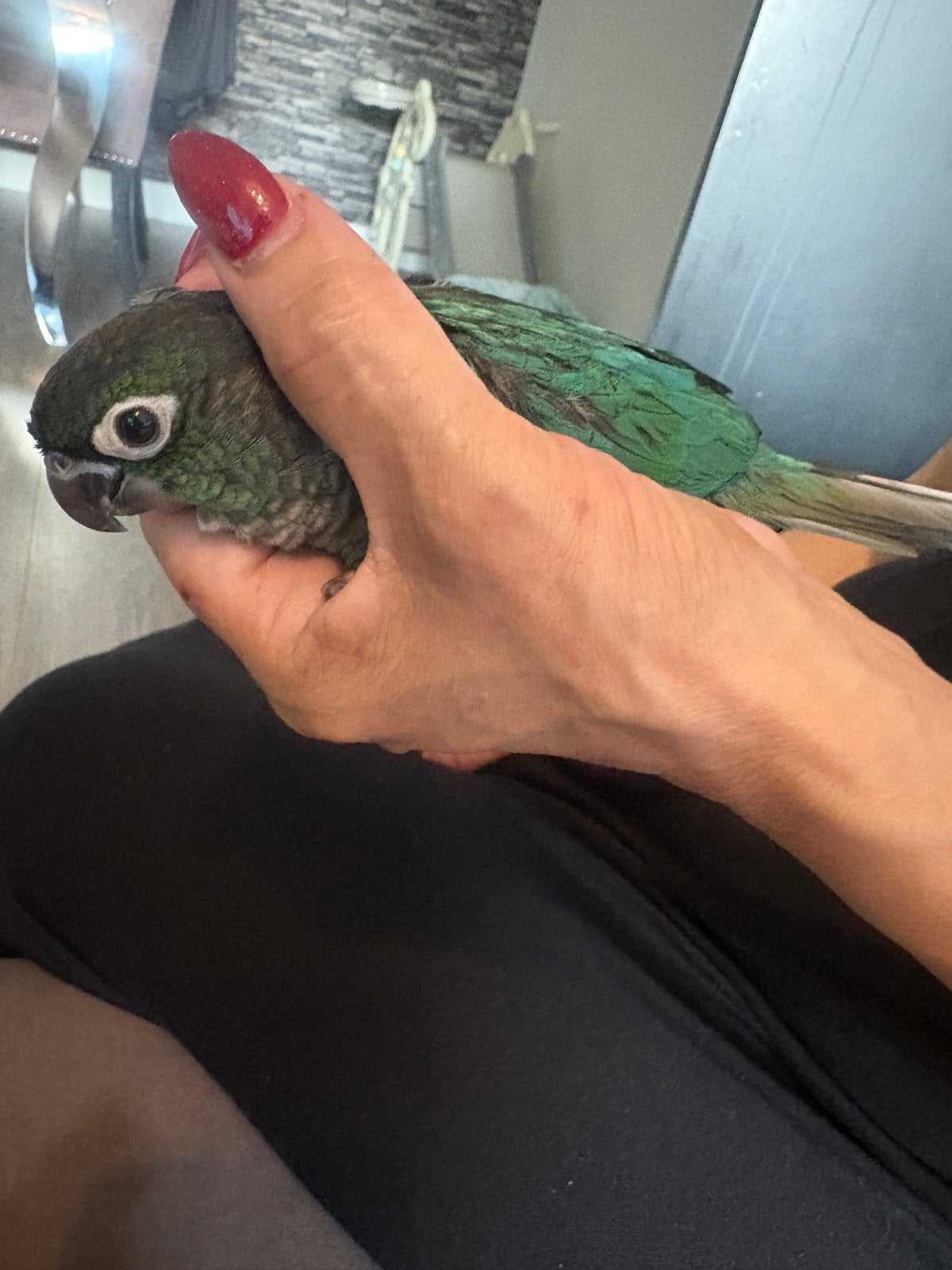 Pyrrhura, Dieren en Toebehoren, Geslacht onbekend, Parkiet, Tam