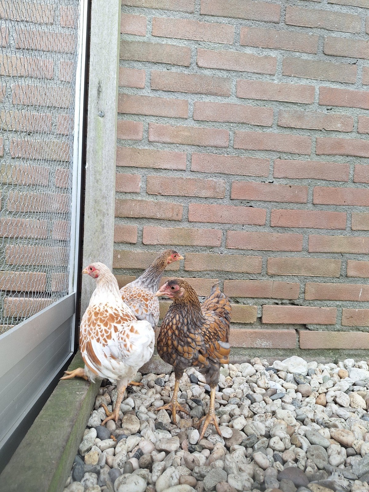 Te koop, 4 jonge wyandotte krielen  1 haan en 3 hennen, Dieren en Toebehoren, Meerdere dieren, Kip