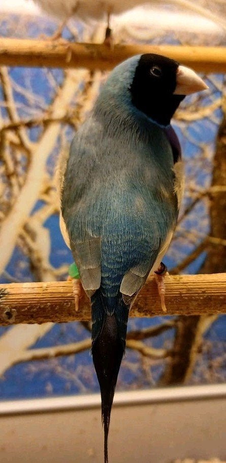 koppel blauwe gouldamadine 2025 x 2025, Dieren en Toebehoren, Meerdere dieren