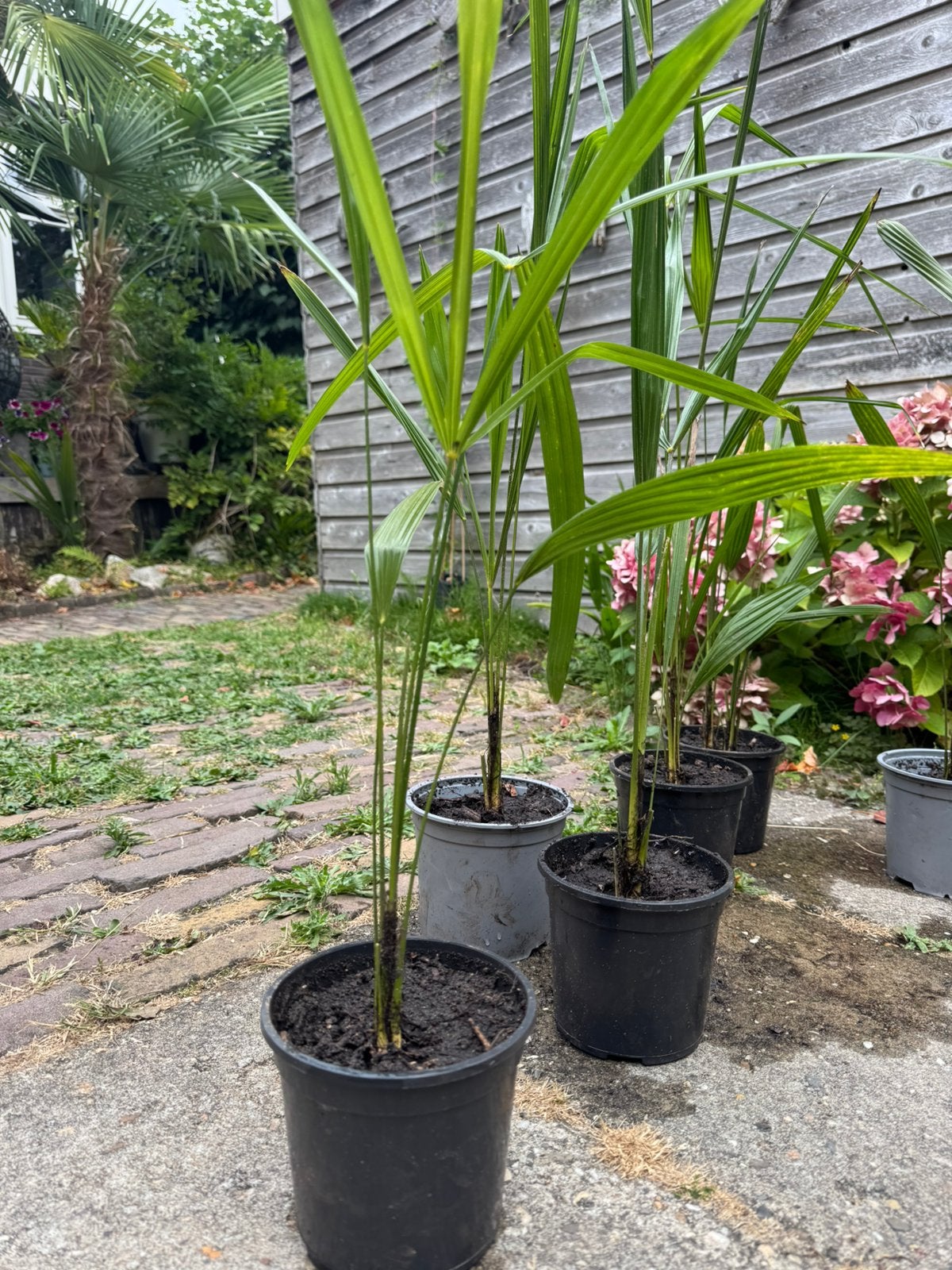 Volle grond gezocht voor honderden palmen trachycarpus, Ophalen, Overige soorten, Volle zon
