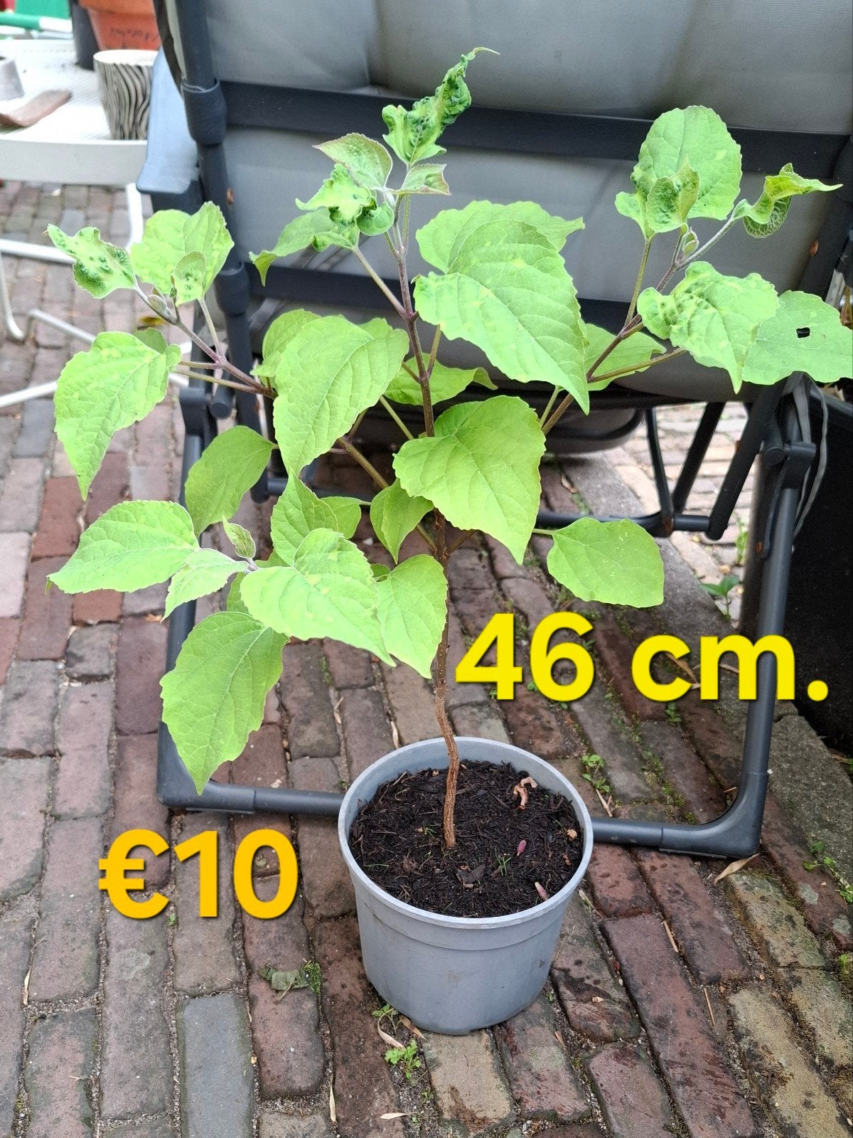 Pindakaasboom, Clerodendrum trichotomum, Tuin en Terras, Ophalen
