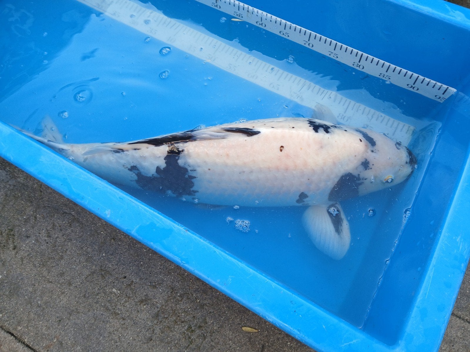 Koi, Karper of Koi