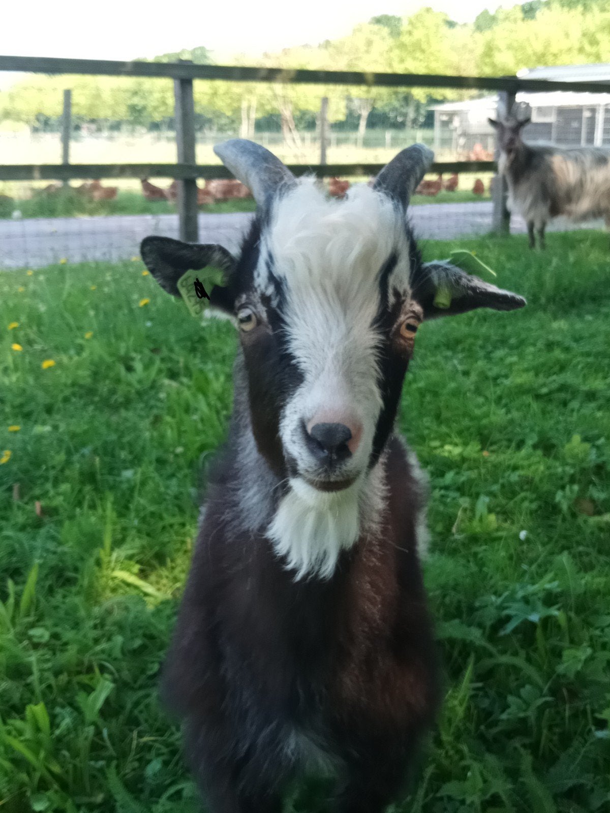 Lief landgeit bokje te koop, Dieren en Toebehoren, Mannelijk, Geit