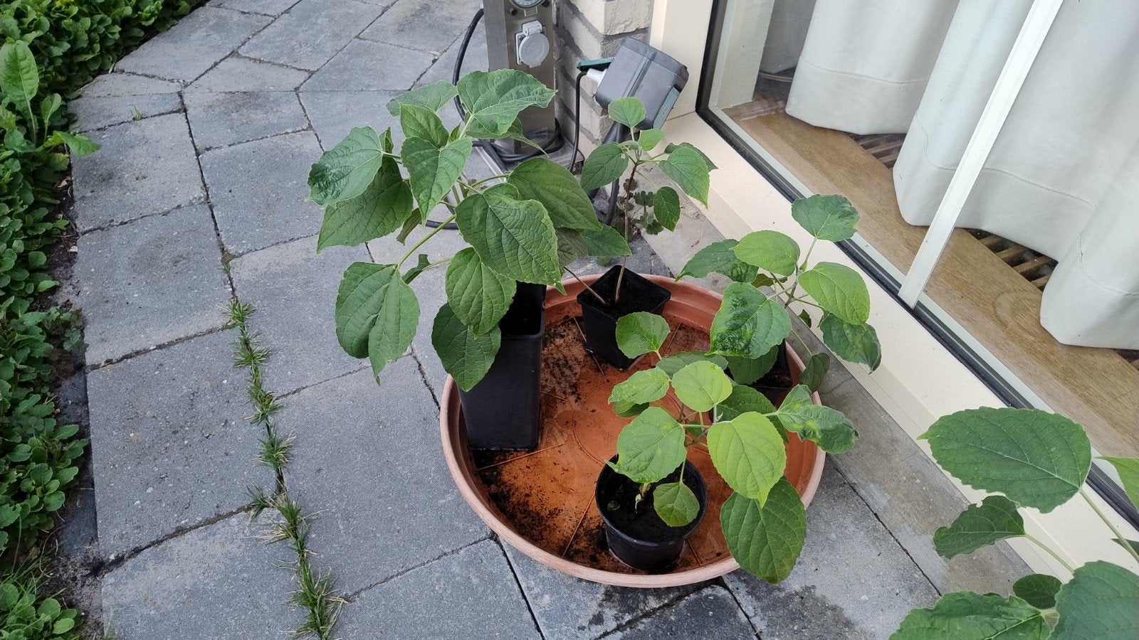 Clerodendrum trichotomum (Pindakaasboom) planten, Tuin en Terras, Planten | Tuinplanten, Volle zon, Vaste plant, Zomer, Ophalen