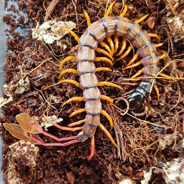 Scolopendra alipes, Dieren en Toebehoren, Overige soorten