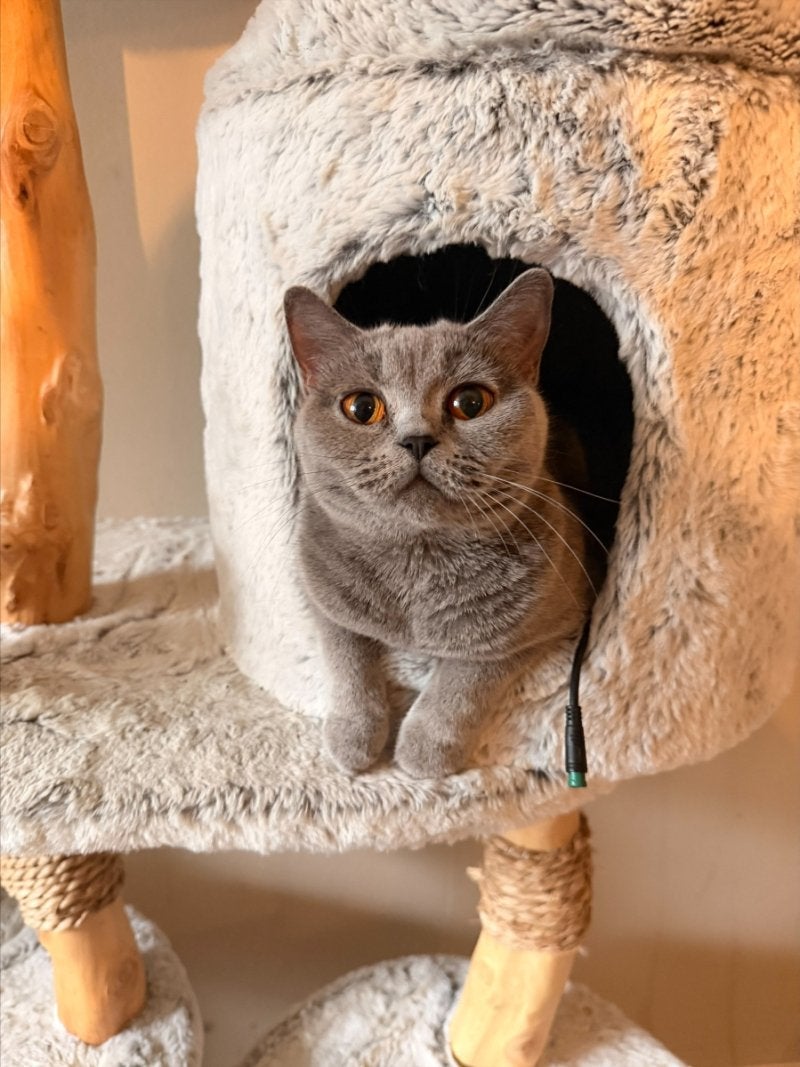 4 brits korthaar vrouwtjes, Poes