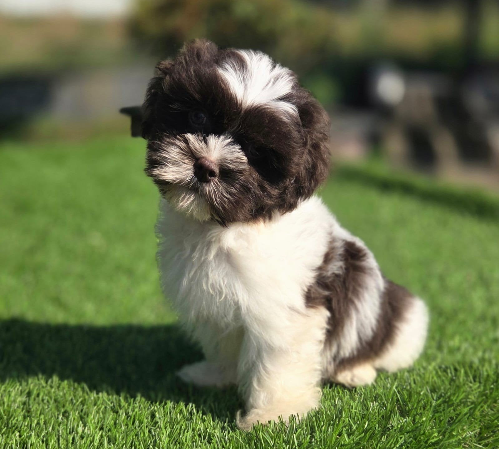 Te koop leuke Boomer pups, Dieren en Toebehoren, Honden | Chihuahua's en Gezelschapshonden, Meerdere dieren, Overige rassen, Fokker | Professioneel