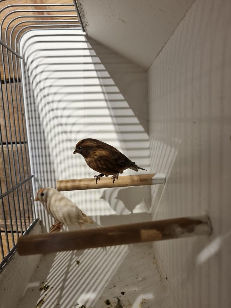 Koppel barmsijzen, Dieren en Toebehoren, Vogels | Overige Vogels, Meerdere dieren