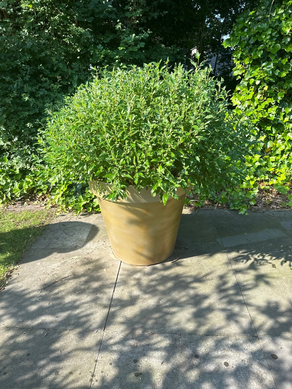 Grote plantenbak met planten, Tuin en Terras, Bloempotten, Ophalen, Overige materialen, Gebruikt, 40 cm of meer